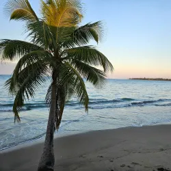 Playa Sardinera - Dorado