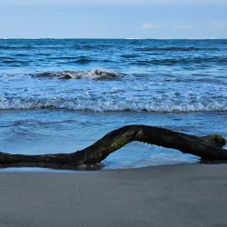 Playa Sardinera - Dorado