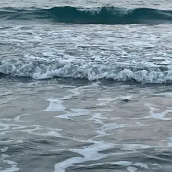 Playa Sardinera - Dorado