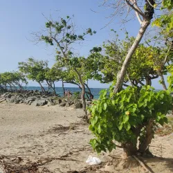 Playa Sardinera - Dorado