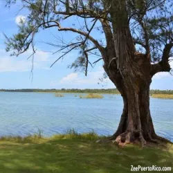 Reserva Natural Laguna Tortuguero - Dorado