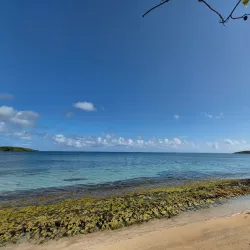 Bioluminescent Bay (Laguna Grande) - Fajardo