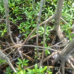 Las Cabezas de San Juan Nature Reserve - Fajardo