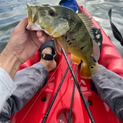 Bird Watching Spots in Guajataca - Guajataca