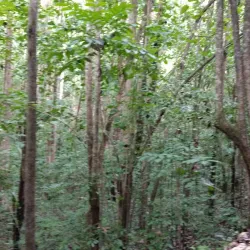 Guajataca Forest - Guajataca
