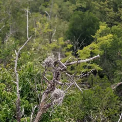 Guanica Dry Forest (Bosque Seco de Guanica) - Guanica