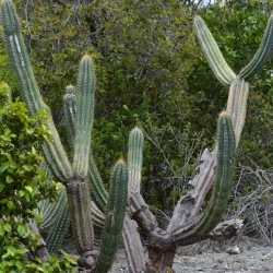 Guanica Dry Forest (Bosque Seco de Guanica) - Guanica