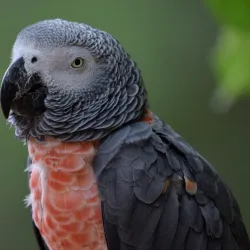 Parque Ecológico Urbano de Guaynabo - Guaynabo