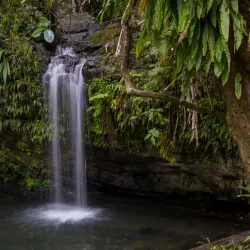 El Yunque National Forest (nearby) - Humacao