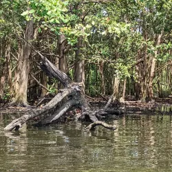 Humacao Nature Reserve (Reserva Natural de Humacao) - Humacao