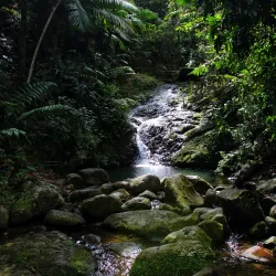 Bosque Estatal de Toro Negro - Jayuya