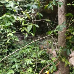 Cueva Ventana - Jayuya