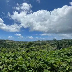 Carabalí Rainforest Park - Luquillo