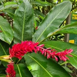El Portal Rainforest Center - Luquillo