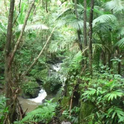 El Yunque National Forest - Luquillo