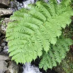 La Coca Falls - Luquillo
