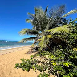 La Selva Nature Reserve - Luquillo