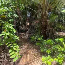 La Selva Nature Reserve - Luquillo