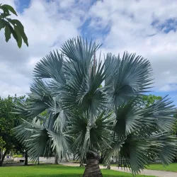 Parque de los Próceres - Manati