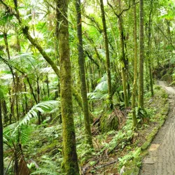 El Yunque National Forest - Naguabo
