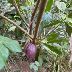 Ruta de las Flores - Naranjito