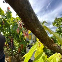 Ruta de las Flores - Naranjito