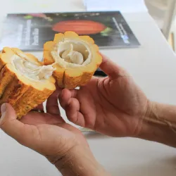 Ruta de las Flores - Naranjito