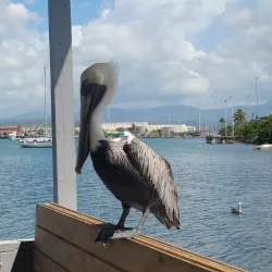 La Guancha Boardwalk (Paseo Tablado La Guancha) - Ponce