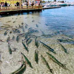 La Guancha Boardwalk (Paseo Tablado La Guancha) - Ponce