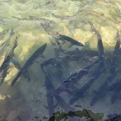 La Guancha Boardwalk (Paseo Tablado La Guancha) - Ponce