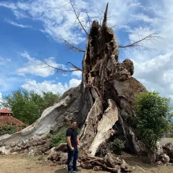 Parque de la Ceiba - Ponce