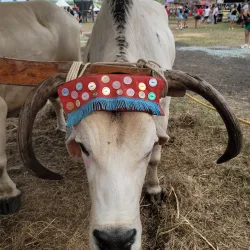 Festival de la Agricultura - Santa Isabel