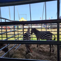 Festival de la Agricultura - Santa Isabel