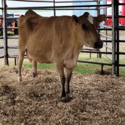Festival de la Agricultura - Santa Isabel