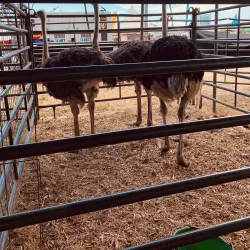 Festival de la Agricultura - Santa Isabel