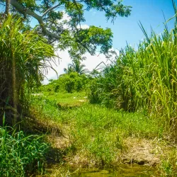 Laguna Tortuguero - Santa Isabel