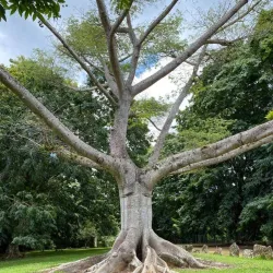 Tanamá River Adventure - Utuado