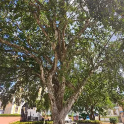 Utuado Town Plaza - Utuado