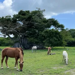 Parque de la Ceiba - Vega Alta