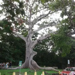 Parque de la Ceiba - Vega Baja