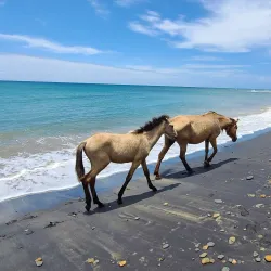Black Sand Beach (Playa Negra) - Vieques