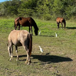 Playa Caracas (Red Beach) - Vieques