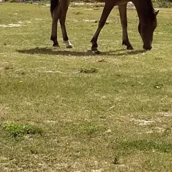 Playa Caracas (Red Beach) - Vieques