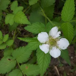 Bosque Estatal de Villalba - Villalba