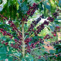 Coffee Plantations of Yauco - Yauco