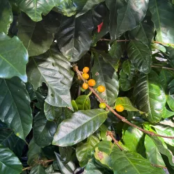 Coffee Plantations of Yauco - Yauco