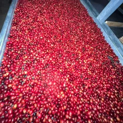 Coffee Plantations of Yauco - Yauco