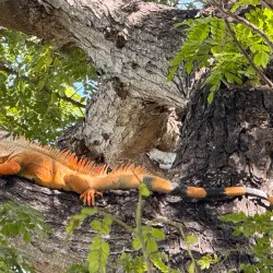 Parque de la Identidad - Yauco