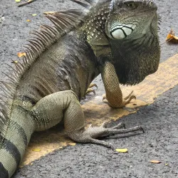 Parque de la Identidad - Yauco