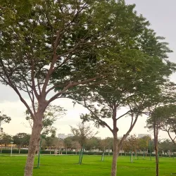 Al Daayen Park - Al Daayen